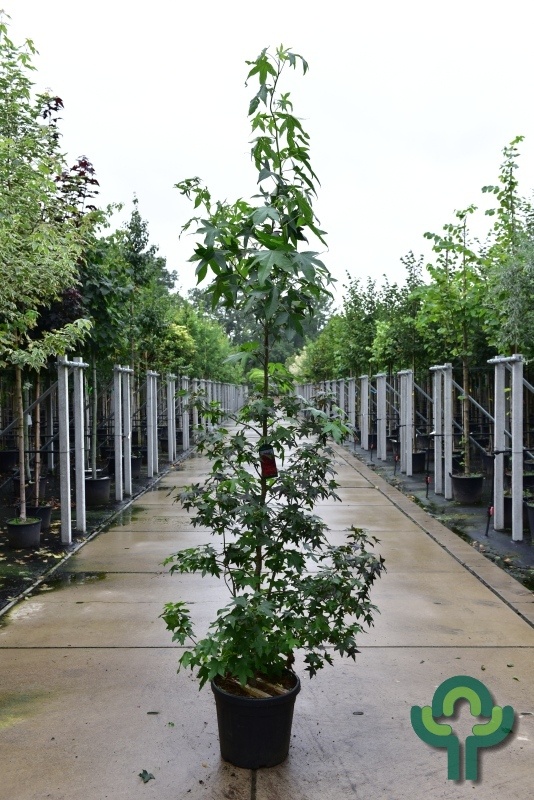 Zuilvormige amberboom - Liquidambar styraciflua 'Slender Silhouette'