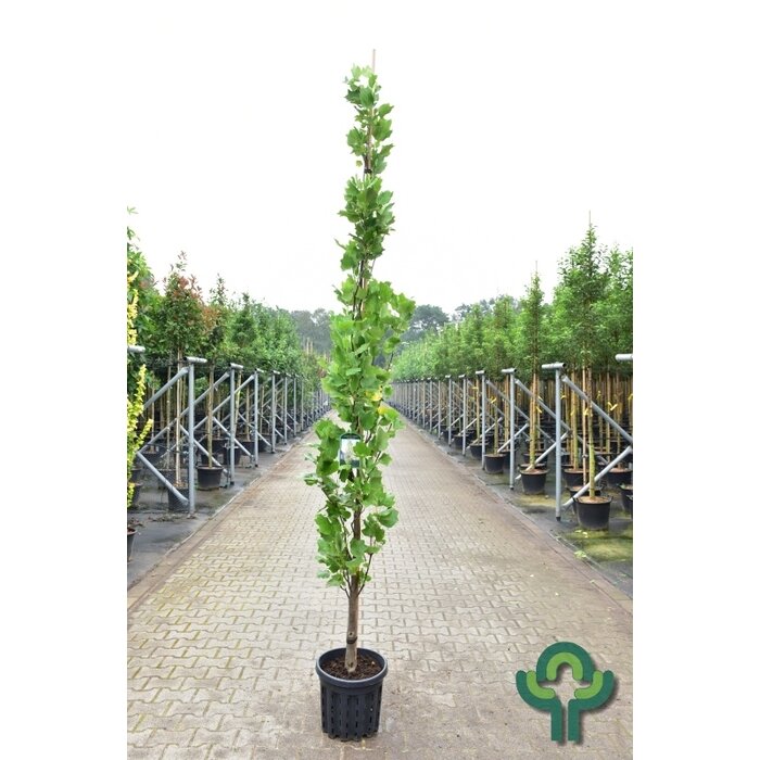 Zuilvormige Tulpenboom - Liriodendron tulipifera 'Fastigiatum'