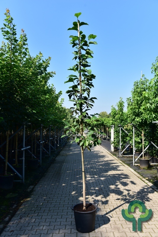 Beverboom - Magnolia 'Cleopatra'