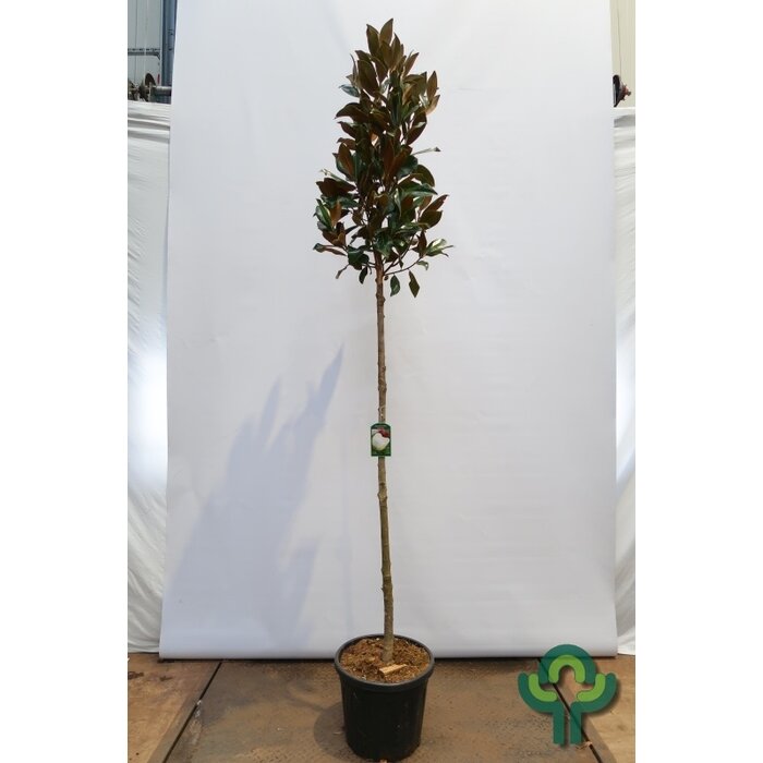 Zuidelijke Magnolia - Magnolia grandiflora 'Galissonière'