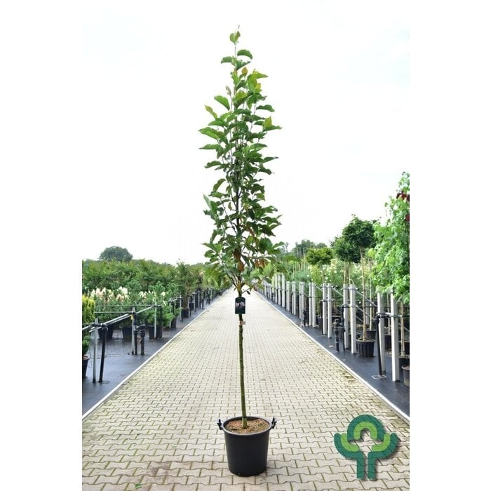 Beverboom - Magnolia 'Heaven Scent'