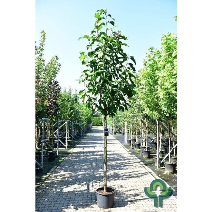 Beverboom - Magnolia 'Heaven Scent'