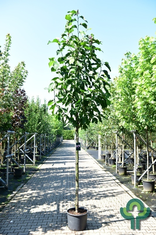 Beverboom - Magnolia 'Heaven Scent'