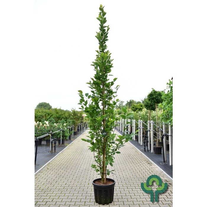 Beverboom - Magnolia kobus 'Isis'