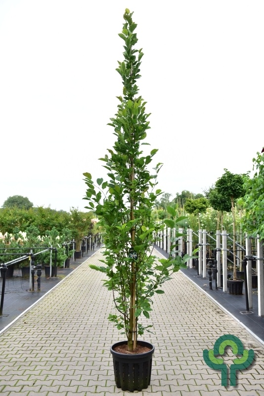 Beverboom - Magnolia kobus 'Isis'