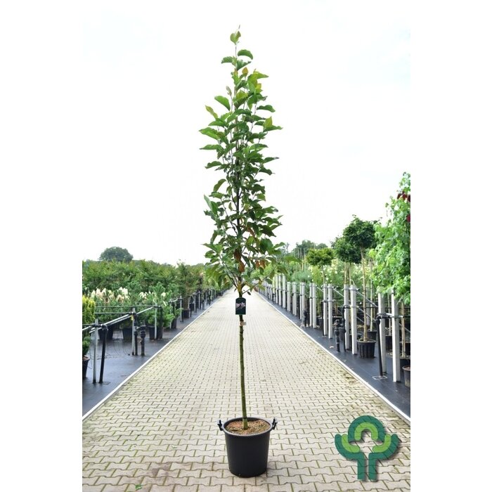 Magnolia loebneri 'Wildcat' (Boom) - Beverboom