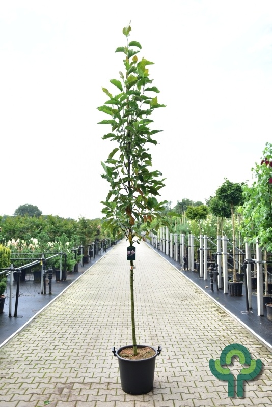 Magnolia loebneri 'Wildcat' (Boom) - Beverboom