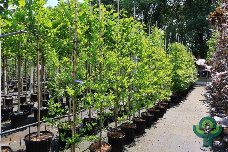 Stermagnolia - Magnolia stellata