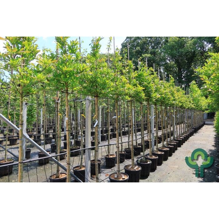 Stermagnolia (Boom) - Magnolia stellata 'Royal Star'