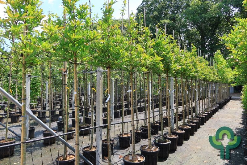 Stermagnolia (Boom) - Magnolia stellata 'Royal Star'