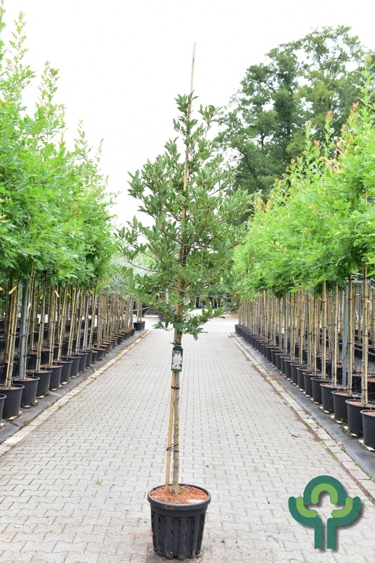 Stermagnolia (Boom) - Magnolia stellata 'Royal Star'