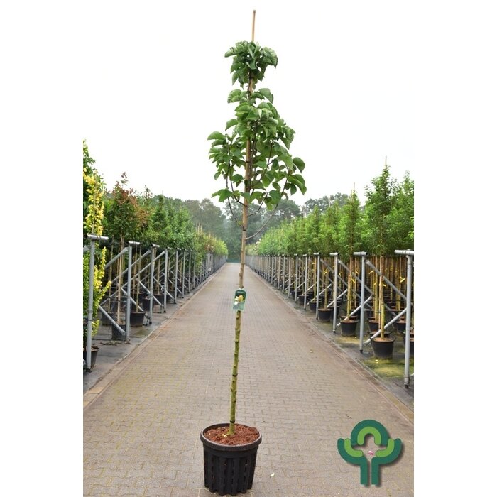 Beverboom - Magnolia 'Sunsation'