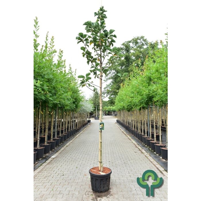 Beverboom - Magnolia 'Sunsation'