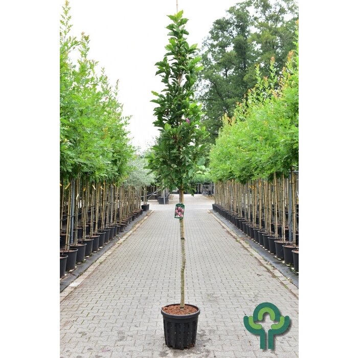 Beverboom - Magnolia 'Susan'