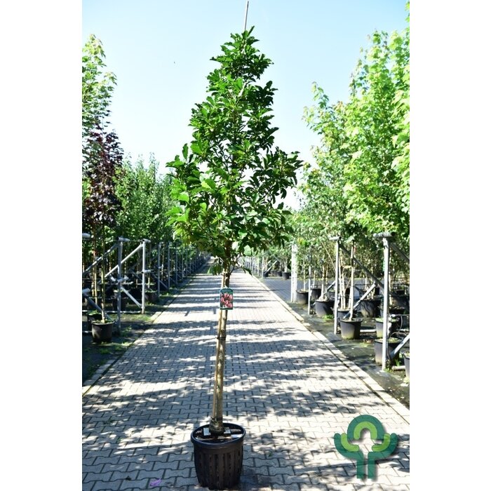 Beverboom - Magnolia 'Susan'