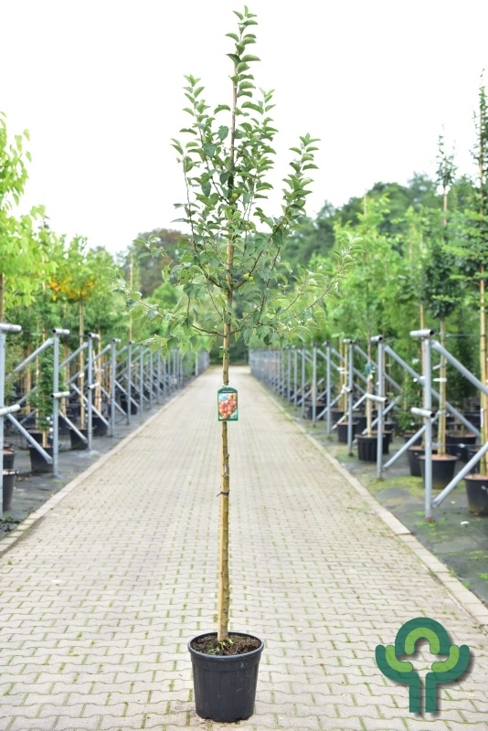 Sierappel - Malus 'Evereste'