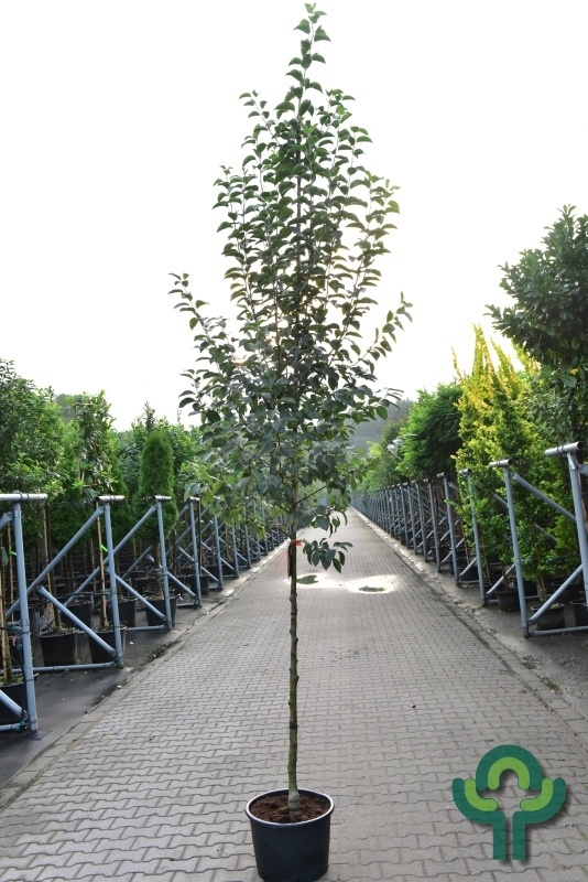 Sierappel - Malus 'Evereste'