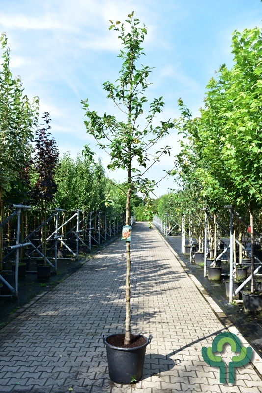 Sierappel - Malus 'Evereste'