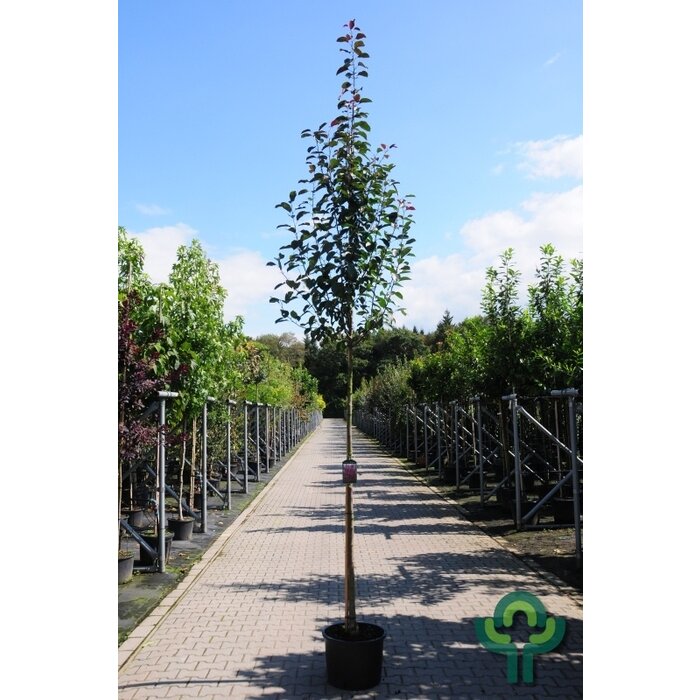 Sierappel - Malus 'Mokum'