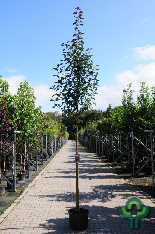 Sierappel - Malus 'Mokum'
