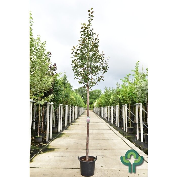 Sierappel - Malus 'Mokum'