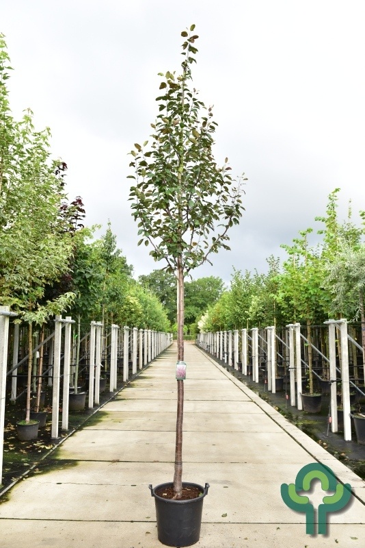 Sierappel - Malus 'Mokum'