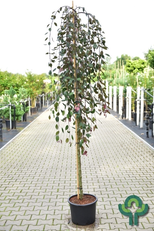 Sierappel - Malus 'Royal Beauty'