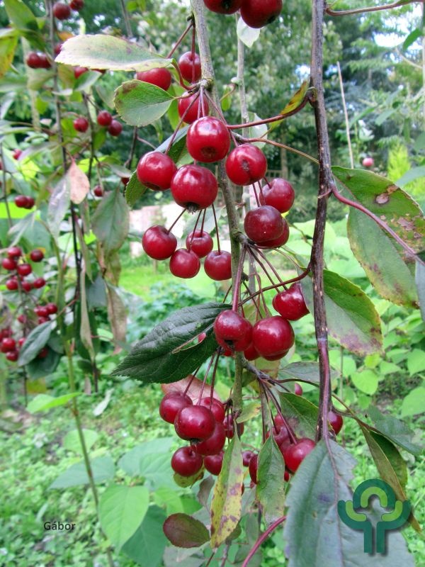 Sierappel - Malus 'Royal Beauty'