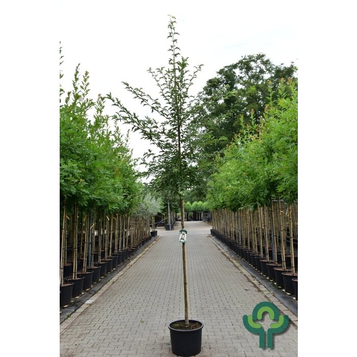 Sierappel - Malus toringo 'Brouwers'