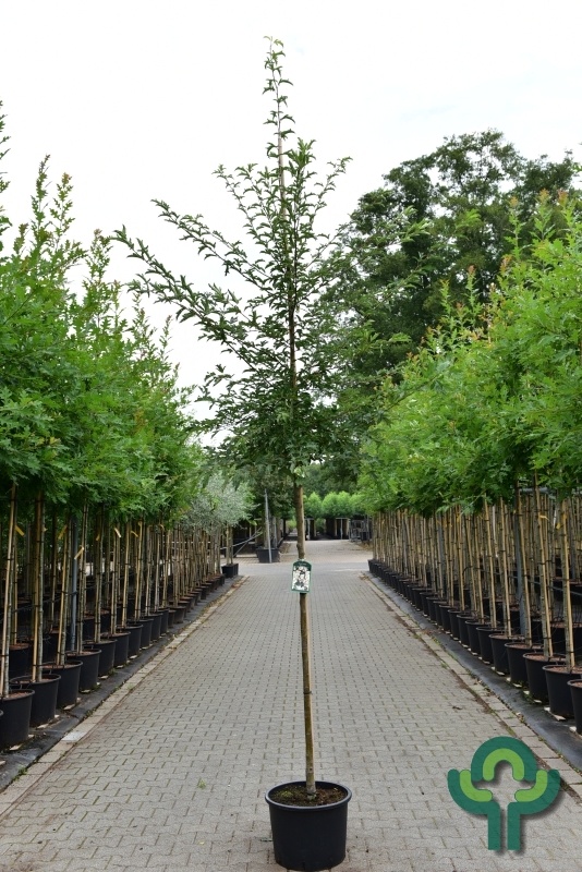 Sierappel - Malus toringo 'Brouwers'