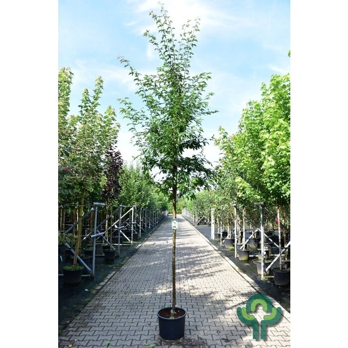 Sierappel - Malus toringo 'Brouwers'