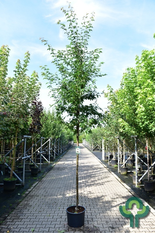 Sierappel - Malus toringo 'Brouwers'