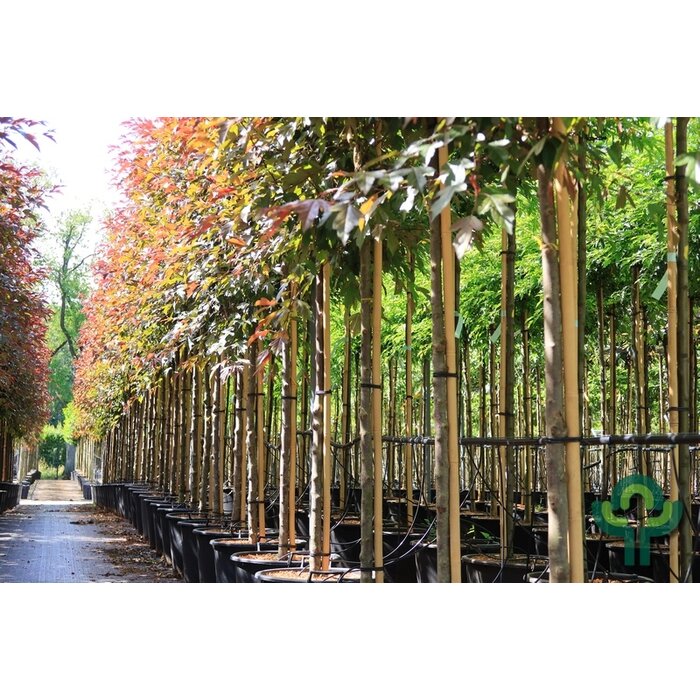 Sierappel - Malus toringo 'Freja'