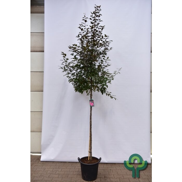 Sierappel - Malus toringo 'Freja'