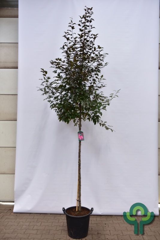 Sierappel - Malus toringo 'Freja'