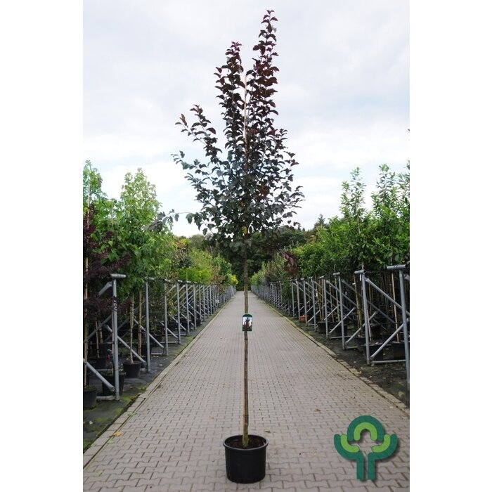 Sierappel - Malus 'Veitch's Scarlet'