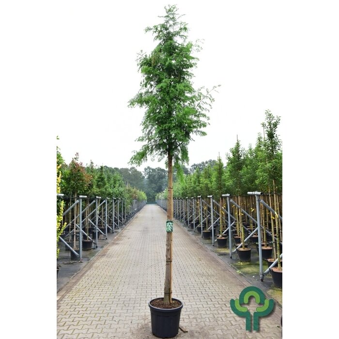 Chinese moerascipres - Metasequoia glyptostroboides