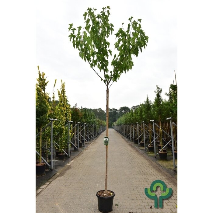Witte moerbei  - Morus alba 'Fruitless'