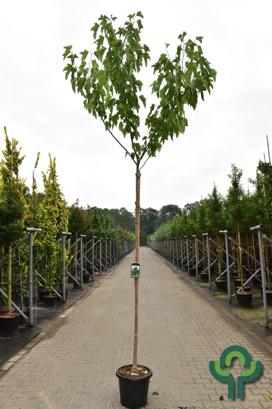 Witte moerbei  - Morus alba 'Fruitless'