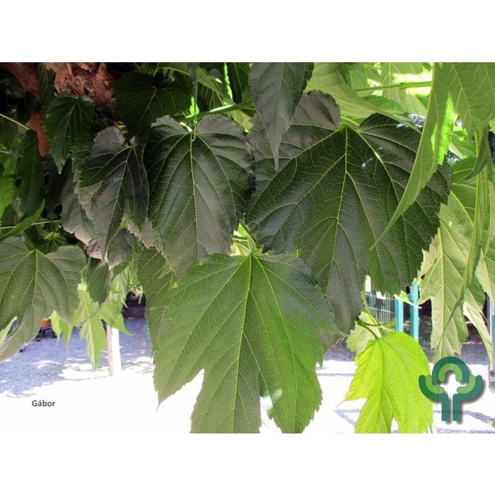 Witte moerbei  - Morus alba 'Fruitless'