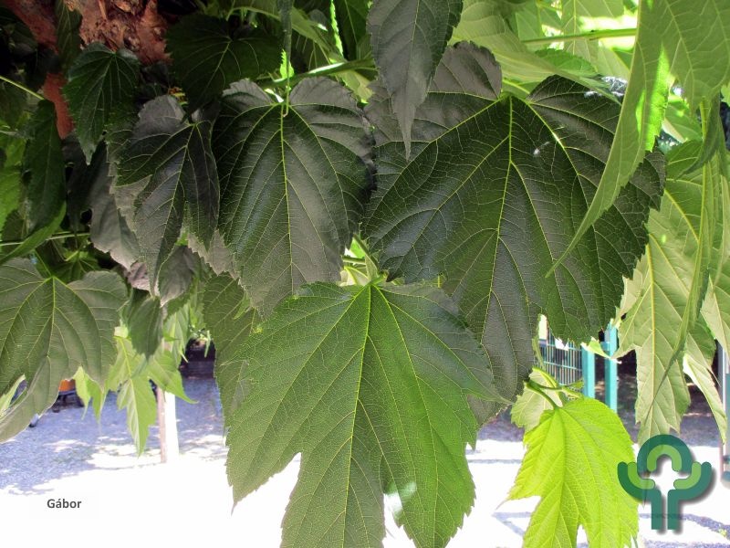 Witte moerbei  - Morus alba 'Fruitless'