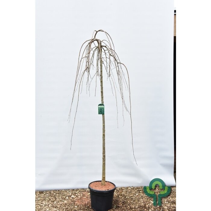 Witte moerbei (treurvorm) - Morus alba 'Pendula'