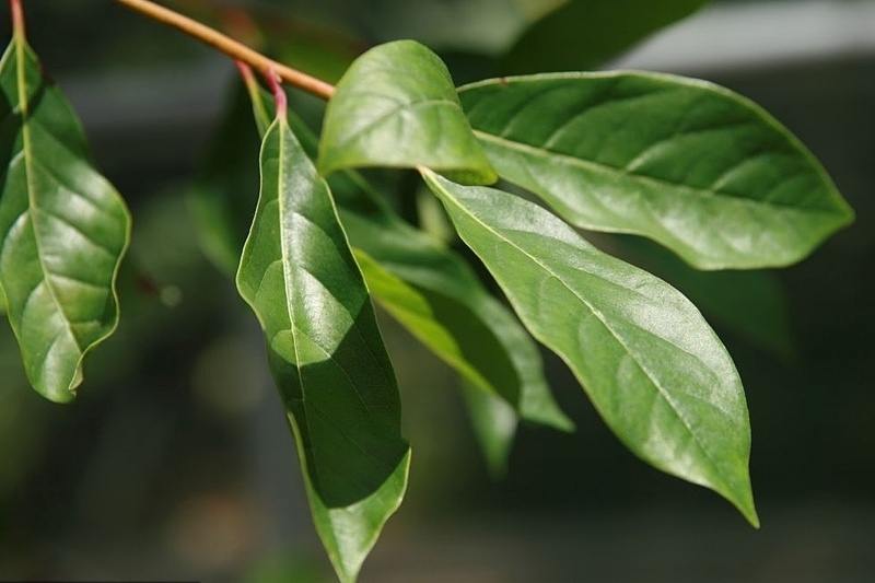 Tupelo  - Nyssa sylvatica