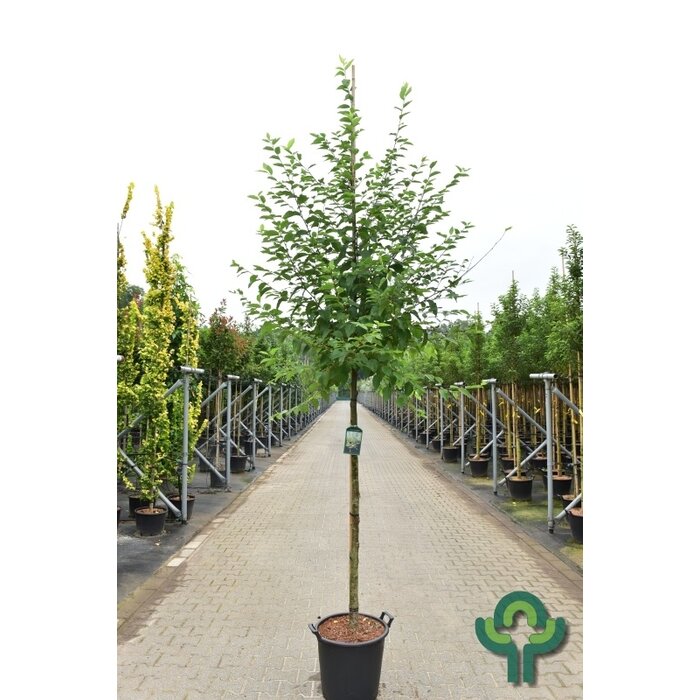 Hopbeuk - Ostrya carpinifolia