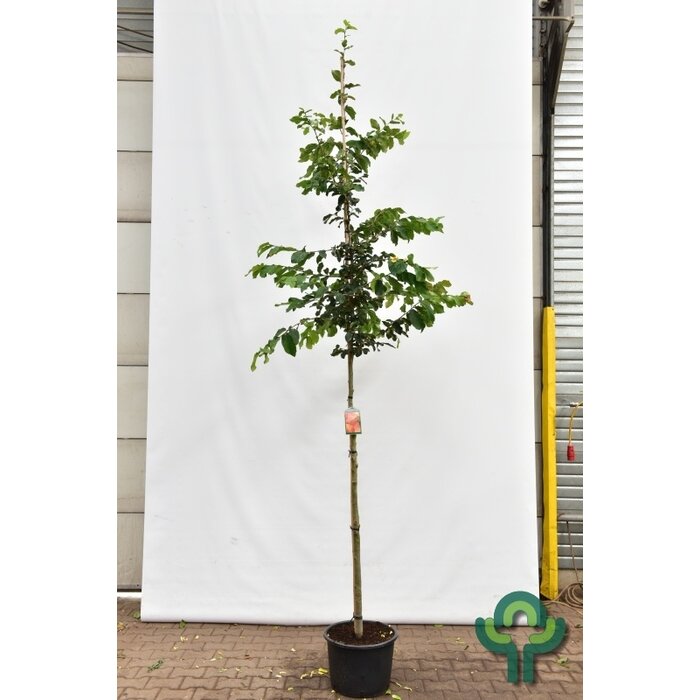 Perzisch ijzerhout - Parrotia persica