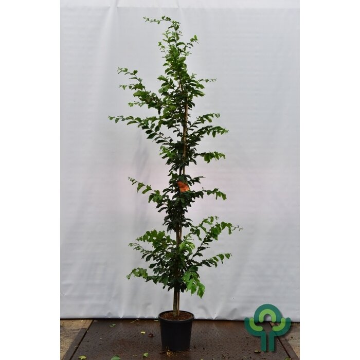 Perzisch ijzerhout - Parrotia persica