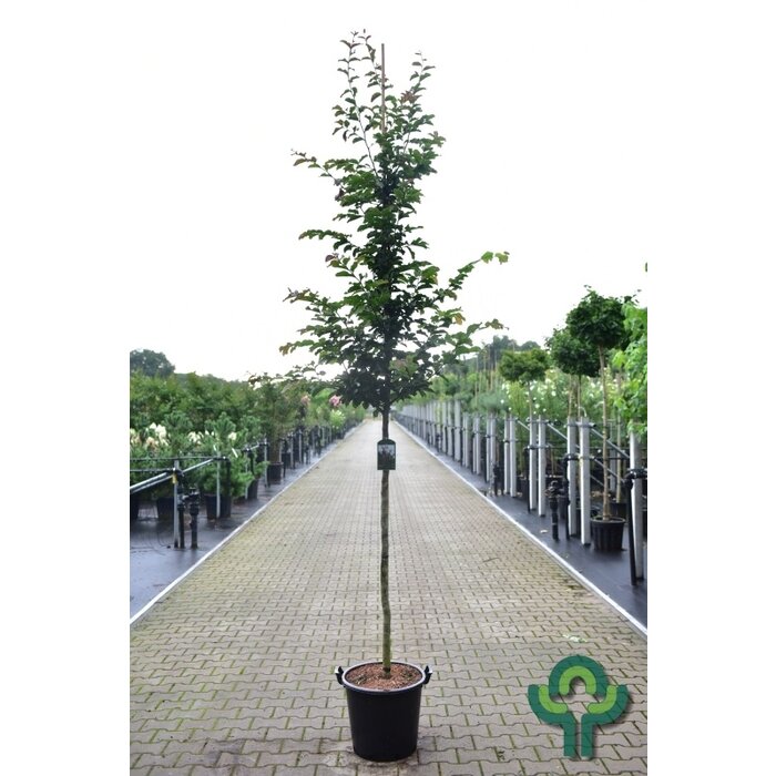 Perzisch ijzerhout - Parrotia persica 'Jodrell Bank'