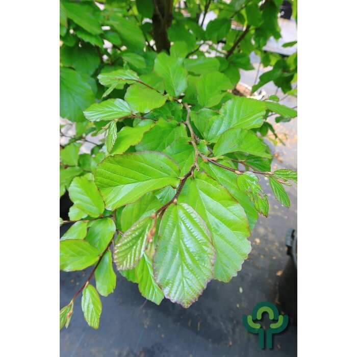 Perzisch ijzerhout - Parrotia persica 'Jodrell Bank'