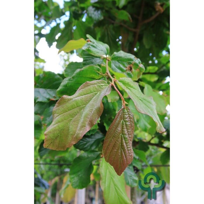 Perzisch ijzerhout - Parrotia persica 'Vanessa'
