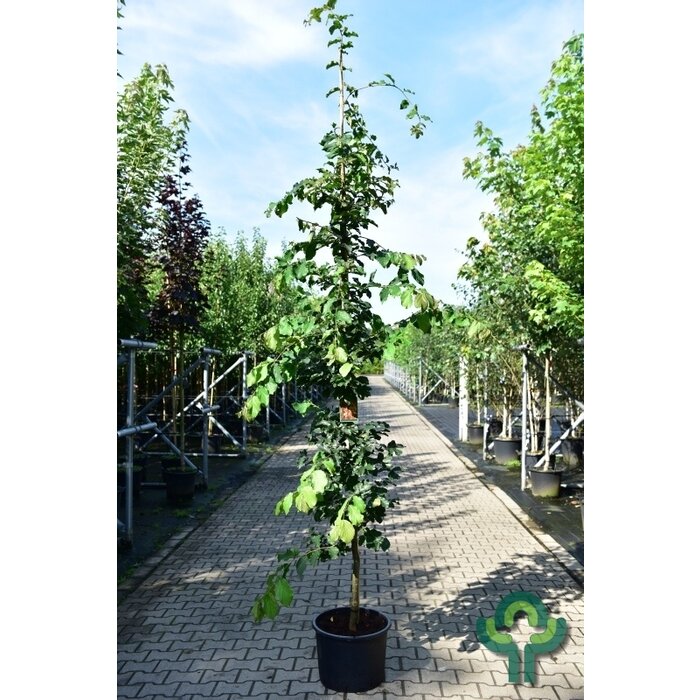 Perzisch ijzerhout - Parrotia persica 'Vanessa'